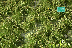 MiniNatur Model Scenics - Weed Tufts Spring - 725-31S