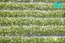MiniNatur Model Scenics - White Blossom Strips - 731-21S